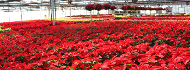 Poinsettias