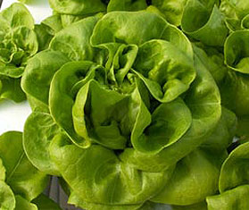 Hydroponic Lettuce