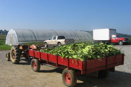 A load of fresh-picked sweet corn, ready for your 4th of July picnic.