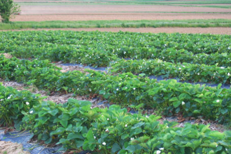 A sure sign of spring, fresh strawberries in bloom.