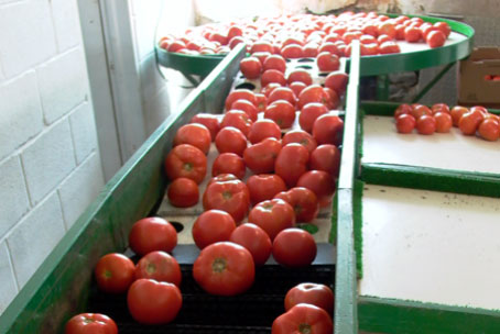 Plump and juicy tomatoes.